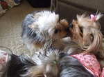 2007_0319 はる0056.jpg