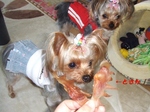 2007_0509 はる0044.jpg