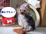 2007_0510 はる0041.jpg