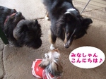 2007_0514 はる0067.jpg