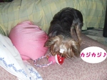 2007_0516 はる0046.jpg