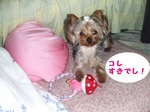 2007_0516 はる0048.jpg