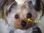 2007_0518 はる0043.jpg