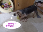 2007_0518 はる0051.jpg