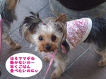 2007_0522 はる0048.jpg
