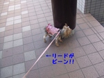 2007_0522 はる0051.jpg