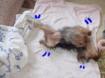 2007_0523 はる0041.jpg