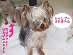 2007_0523 はる0042.jpg