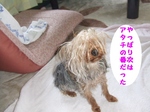 2007_0523 はる0046.jpg