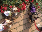 2007_0524 はる0091.jpg