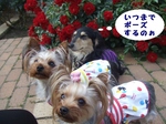 2007_0524 はる0094.jpg