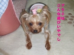 2007_0527 はる0115.jpg