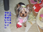 2007_0527 はる0126.jpg