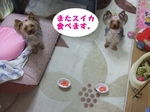 2007_0618 はる0050.jpg
