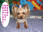 2007_0629 はる0046.jpg