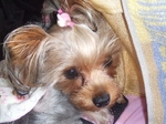2007_0720 はる0059.jpg