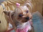 2007_0720 はる0060.jpg