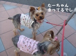 2007_0725 はる0054.jpg