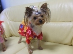 2007_0804 はる0059.jpg