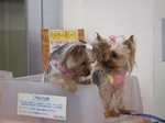 2007_0812 はる0046.jpg
