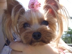 2007_0821 はる0133.jpg