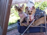 2007_0821 はる0155.jpg