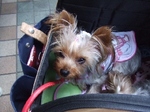 2007_0928 はる0113.jpg