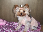 2007_1225 はる0060.jpg