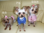 2007_1227 はる0055.jpg