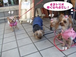 2008_0106 はる0067.jpg