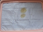 2008_0715 はる0029.jpg