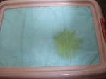 2008_0715 はる0030.jpg
