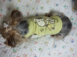 2008_0726 はる0052.jpg