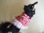 2008_0801 はる0070.jpg