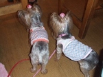 2008_0823 はる0138.jpg