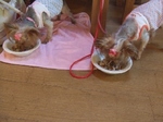 2008_0823 はる0141.jpg