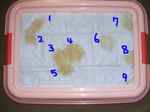 2008_1030 はる0006.jpg