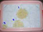 2008_1030 はる0014.jpg