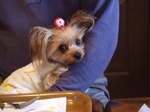2008_1125 はる0052.jpg