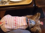 2008_1125 はる0053.jpg