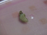 2009_0729 はる0061.jpg