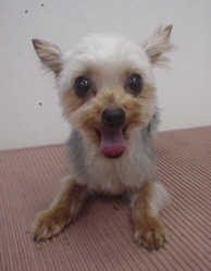 2007 0525 はる0001.jpg
