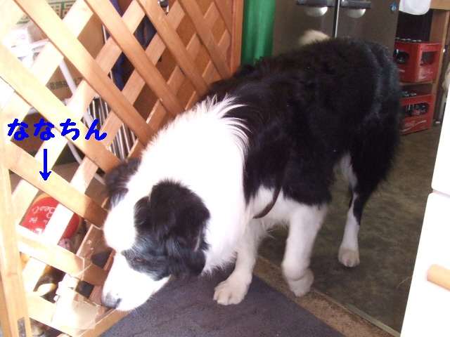 2007_0312 ロブ君とななみ.jpg