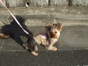 2007_0314 はる0088.jpg
