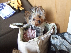 2007_0319 はる0071.jpg