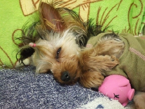 2007_0328 はる0101.jpg