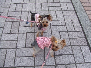 2007_0328 はる0113.jpg