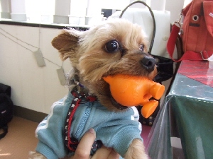 2007_0407 はる0187.jpg
