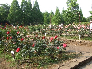 2007_0524 はる0112.jpg