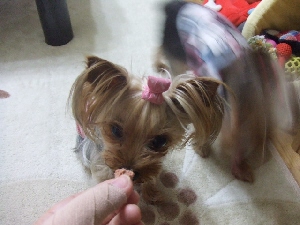 2007_0531 はる0057.jpg